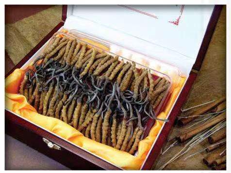 赤水冬虫夏草回收